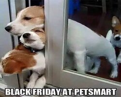 black-friday-at-petsmart-dogs-door.jpg