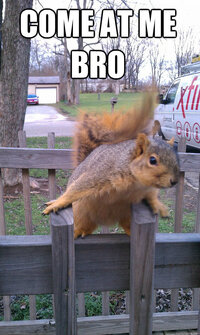 Squirrel.jpg