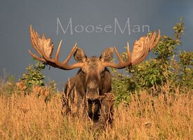 mooseman.jpg