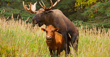 moose-cow-humping.jpeg