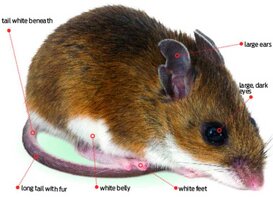 DEERMOUSE.jpg