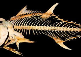 tuna-fish-skeleton-wernher-krutein.jpg