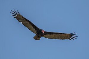 Turkey_vulture_(Cathartes_aura)_in_flight.JPG