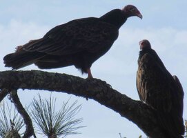 IMG_8293.jpg